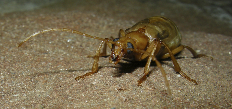 Che coleotteri sono?    Vesperus luridus (Vesperidae)